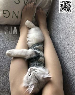 为有暗香来剧情分集介绍